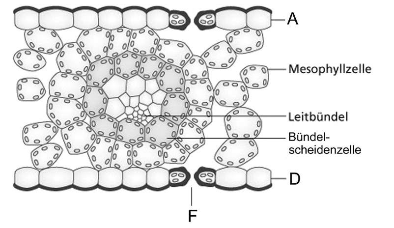 Schematischer Blattquerschnitt mit Mesophyllzellen, Leitbündel und beschrifteten Teilen (A, D, F).